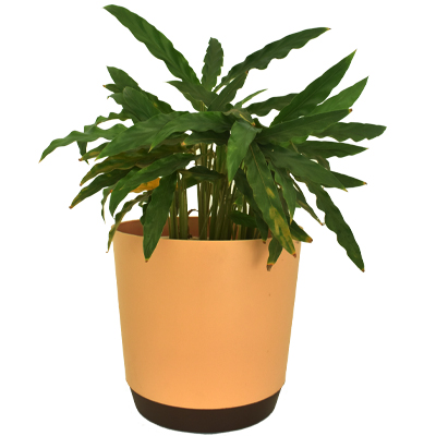Calathea Long Leaf - Image 2