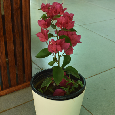 Bougainvillea - Image 7