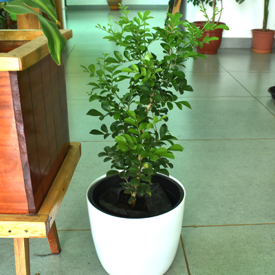 Madhukamini - Image 4