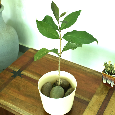 Petrea Creeper - Image 5