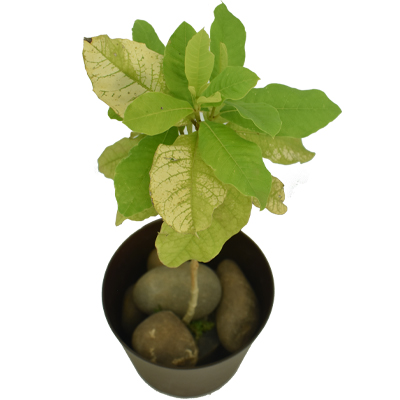 Petrea Creeper - Image 6