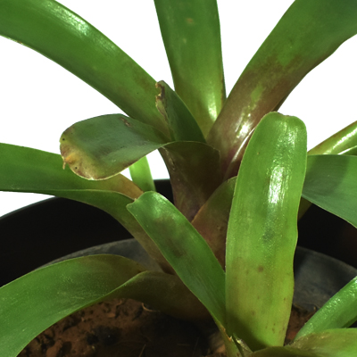 Bromeliad - Image 3