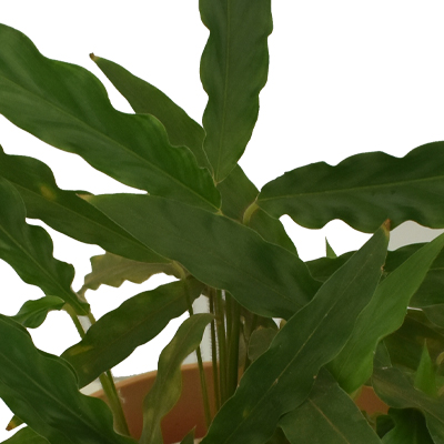 Calathea Long Leaf - Image 4
