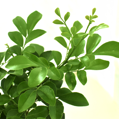 Madhukamini - Image 2