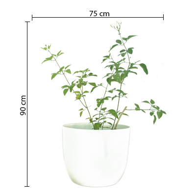 Night Jasmine - Image 4