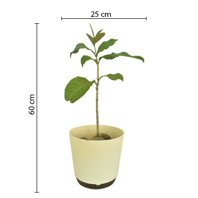 Petrea Creeper - Image 3