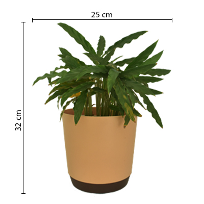 Calathea Long Leaf - Image 5