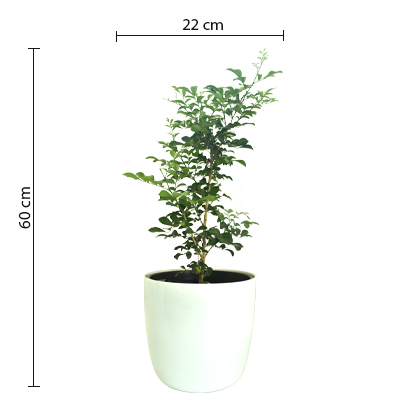 Madhukamini - Image 3