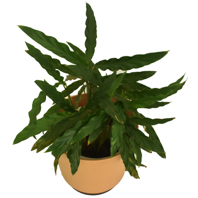 Calathea Long Leaf