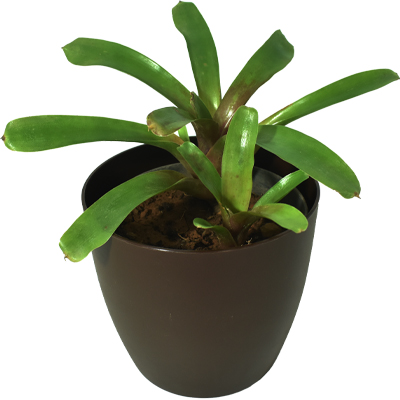 Bromeliad